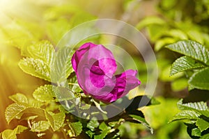 Wild rose, ramanas rose (Rosa rugosa rubra