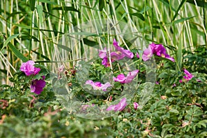 Wild rose, ramanas rose (Rosa rugosa rubra) photo