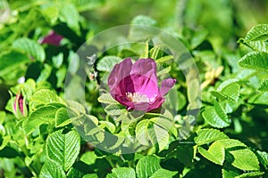 Wild rose, ramanas rose (Rosa rugosa rubra) photo