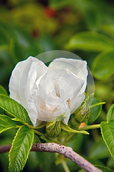 Wild rose, ramanas rose photo