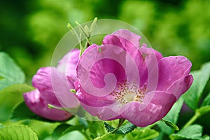 Wild rose, ramanas rose photo