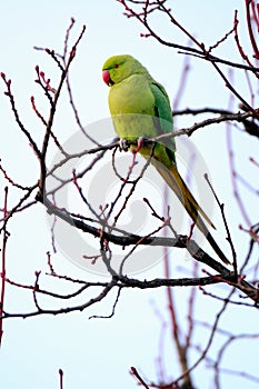 Wild Rose-ringed Parakeet in West London