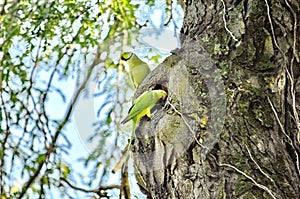 Wild Rose Ringed Parakeet