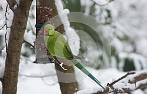 Wild Rose-ringed parakeet in winter 