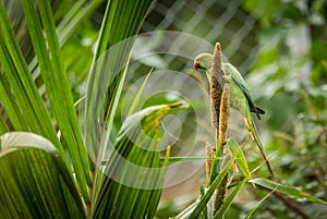 Wild Rose Ringed Parrot  on corn