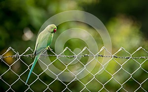 Wild Rose Ringed Parrot  on fence