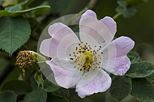 Wild Rose Rosa Canina