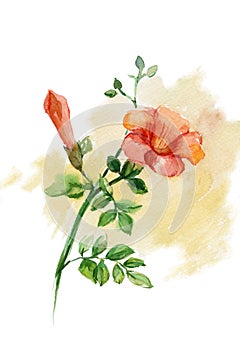 Wild rose (Rosa canina)