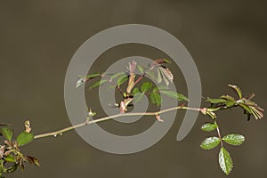 wild rose (Rosa Canina) bush