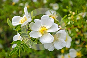 Divoká ruža rosa canina, biele kvety v pohľade zblízka