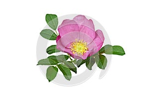 Wild rose or rosa rugosa pink flower isolated on white