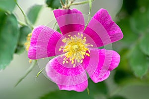 Wild Rose, this rose is the Alberta provincial floral emblem,also known as the, Prickly rose, Rosa acicularis, a very fragrant.