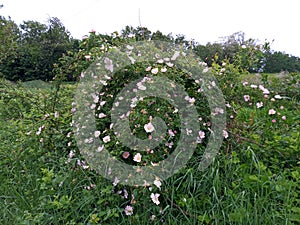 Wild rose shrub
