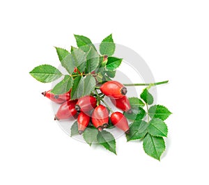 Wild Rose Twig Isolated, Rose Hip Branch with Red Berries, Rosehip Fruits