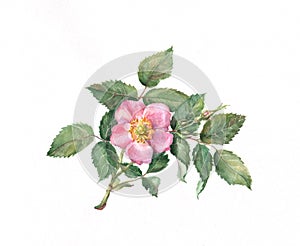 Wild rose watercolor painting