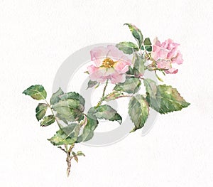 Wild rose watercolor painting