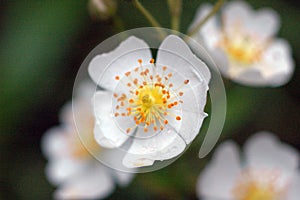 Wild Rose white flowerbud in NYS