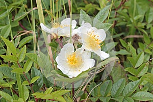 Wild rose with white flowers.