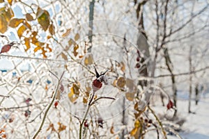 Wild rose in winter in the snow