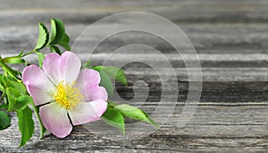 Wild rose on wooden background with copy space