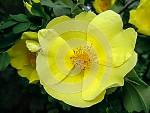 Wild rose - yellow spring flowers