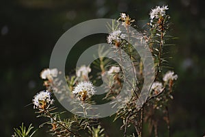 Wild rosemary