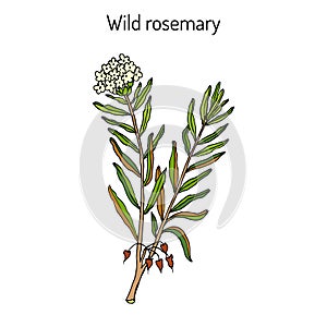 Wild Rosemary or Rhododendron tomentosum photo