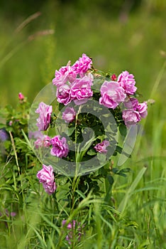 Wild Roses