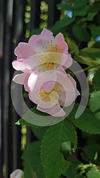 Wild roses or brier flowers in full bloom ready for pollination