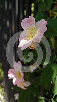 Wild roses or brier flowers in full bloom ready for pollination