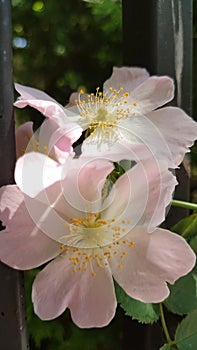 Wild roses or brier flowers in full bloom ready for pollination