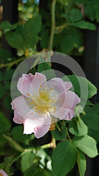 Wild roses or brier flowers in full bloom ready for pollination