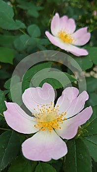 Wild roses or brier flowers in full bloom ready for pollination