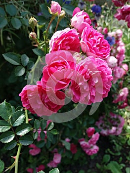 wild roses bush in the garden closeup photo natural blossom sunny day countryside yard farming gardening