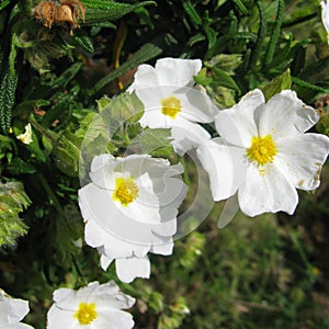 Wild roses in Croatia photo