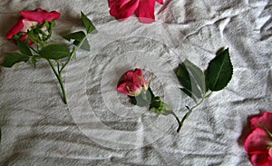 Wild Roses Cut Flowers Aesthetic. Old Country Cotton Blanket. Bed of Roses. Rustic Floral Art Floristry in Antique Farmhouse.