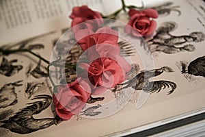 Wild Roses Cut Flowers in an old Book.