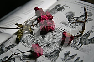 Wild Roses Cut Flowers in an old Book.