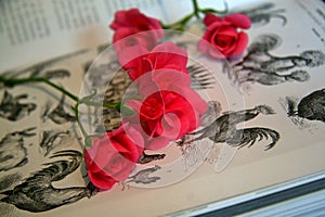 Wild Roses Cut Flowers in old Vintage Book.