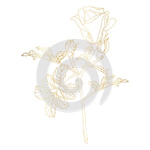 Wild roses flower with leaves. Gold foil hand drawn illustration for card, logo or wedding invitations. Elegance vector