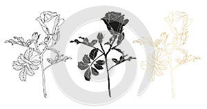 Wild roses flower with leaves set. Black ink line art, silhouette and gold foil hand drawn illustration for card, logo