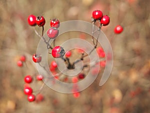 Wild roses fruits (briars)