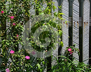 Wild Roses Grow on White Picket Fence