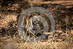 Wild royal bengal female tiger on prowl for territory marking in morning outdoor jungle safari at bandhavgarh national park or