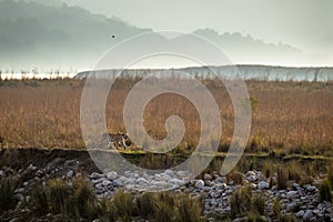 Wild royal bengal female tiger on prowl for territory marking in scenic landscape of dhikala zone at jim corbett national park or