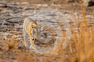 Wild royal bengal female tiger or tigress portrait walking head on with eye contact at ranthambore national park or tiger reserve