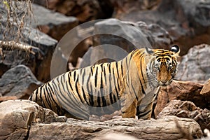 Wild royal bengal female tiger or tigress side profile with eye contact at ranthambore national park or tiger reserve sawai