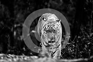 Wild royal bengal huge male tiger head on portrait eye contact in black and white background outdoor wildlife safari at kanha