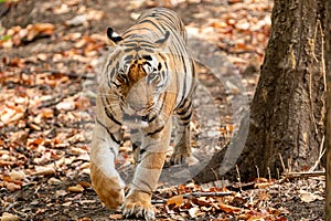 Wild royal bengal male tiger head on portrait with eye contact in outdoor wildlife safari at kanha national park or tiger reserve