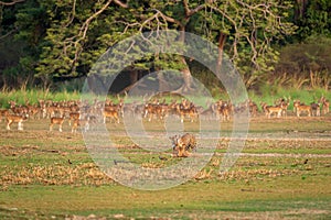 Wild royal bengal tiger chase and kill spotted deer and neck in her mouth or jaws in open natural green rajbagh lake area at